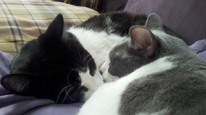 Sam and Linus sleeping